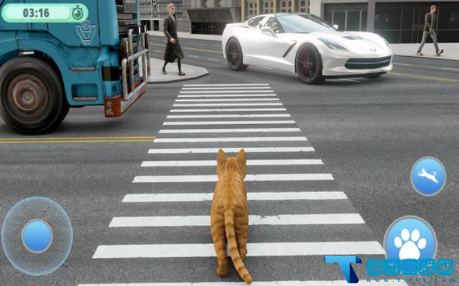 流浪街头猫
